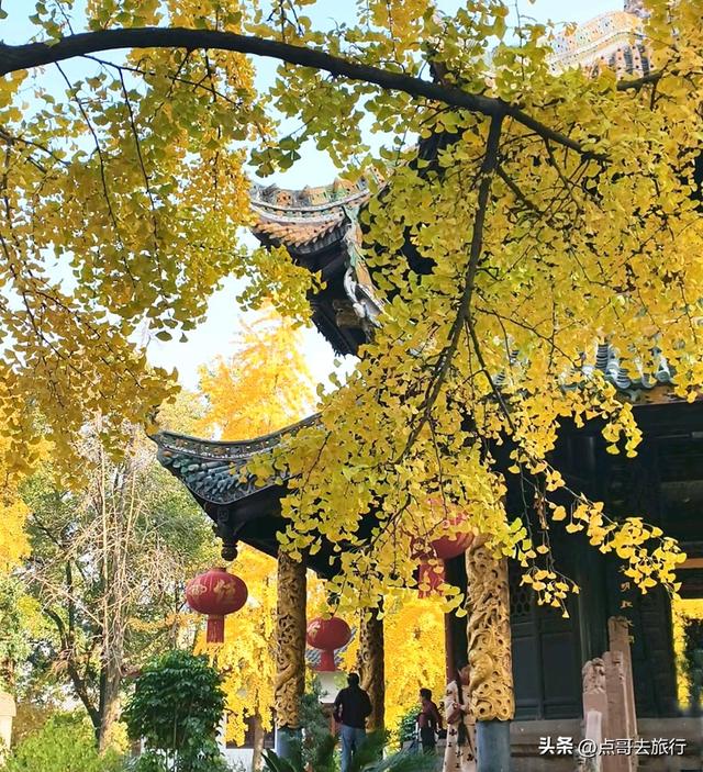 成都市区最美银杏都藏在这里，千年沉淀超级惊艳，公交车直达！