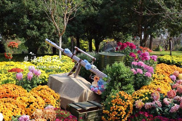 宁波这处风景进入最佳观赏季，秋菊叠影色彩缤纷，堪称秋日盛宴