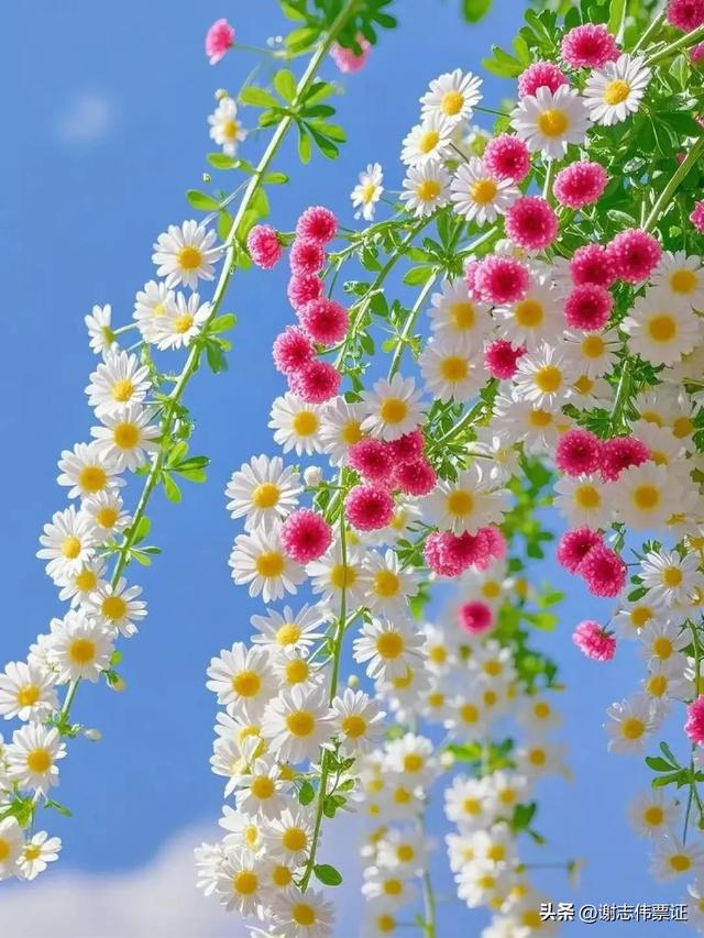 十一月第五期(四天)点评