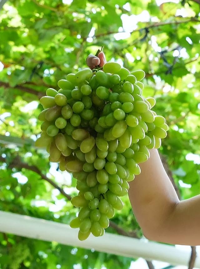 秋崃 | 秋日蜜语，果香满溢：赴一场邛崃无花果的甜蜜邂逅
