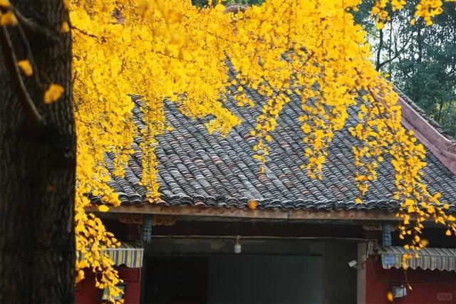 含“金”量100%！是时候来仁寿，邂逅一抹银杏黄啦~