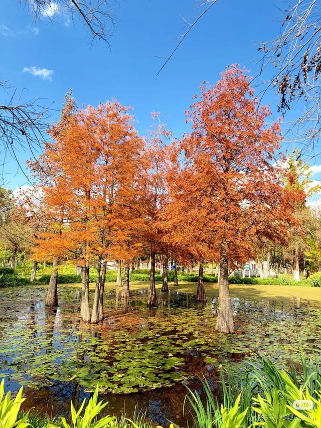 渔浦寒泉公园,水杉红透成诗