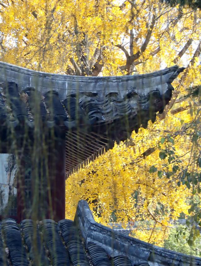 快来如皋打卡，错过就要等一年了🤩🤩🤩