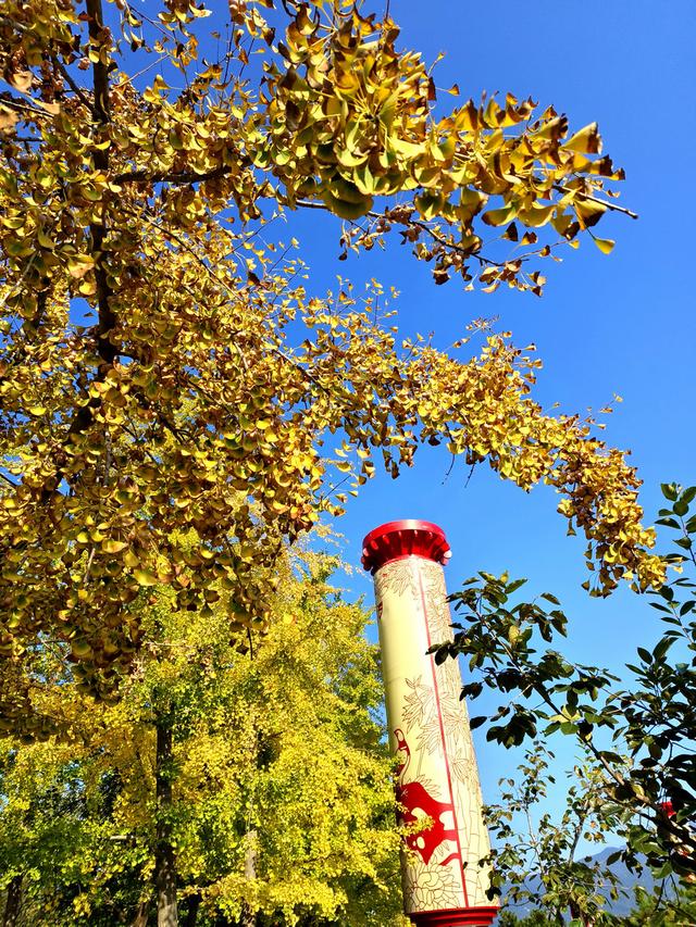 漫步泰安天平湖植物园