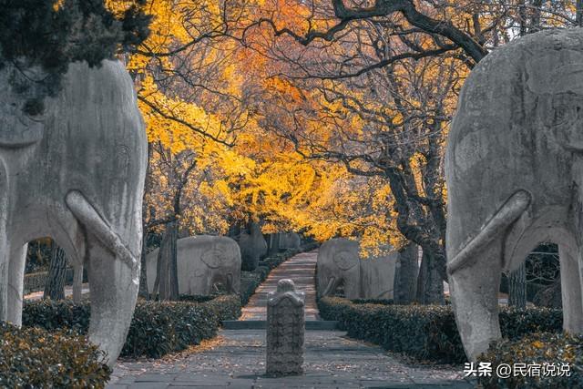 南京此地的秋意拉满了，不是栖霞山！