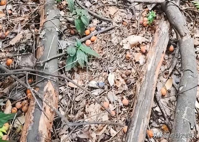 成都龙泉山爆红徒步路线，享受超级梭梭板，大人小孩都喜欢！