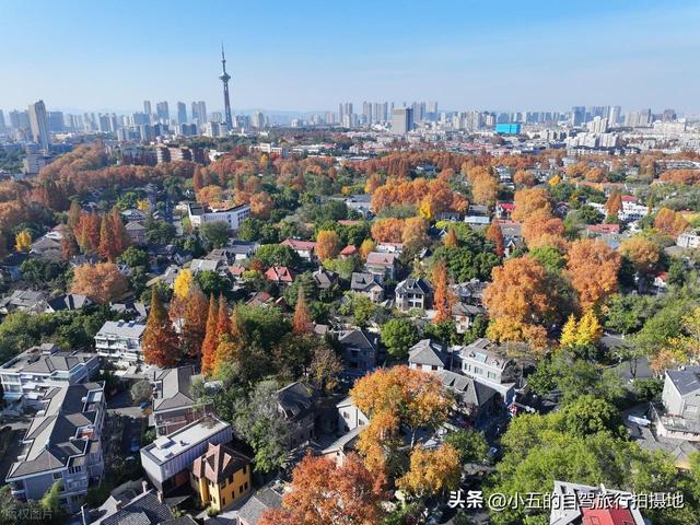 南京秋日赏景全攻略！8 大网红地 + 住宿推荐，红枫银杏梧桐全吃透