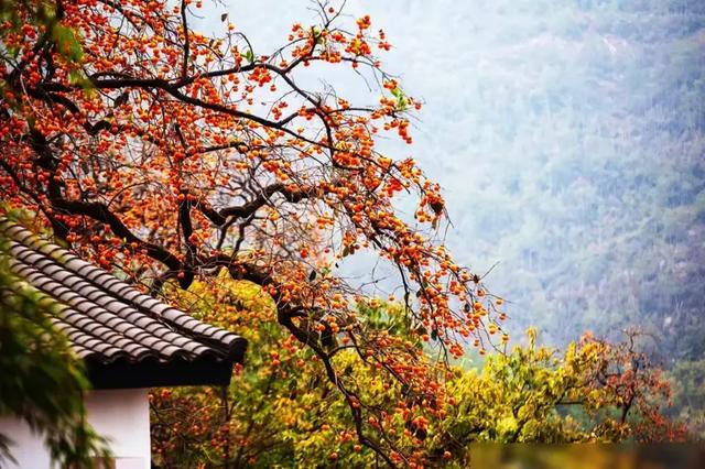安徽一人家“老屋一棵柿子树”走红，真的很特别，飞趟徽州只为它