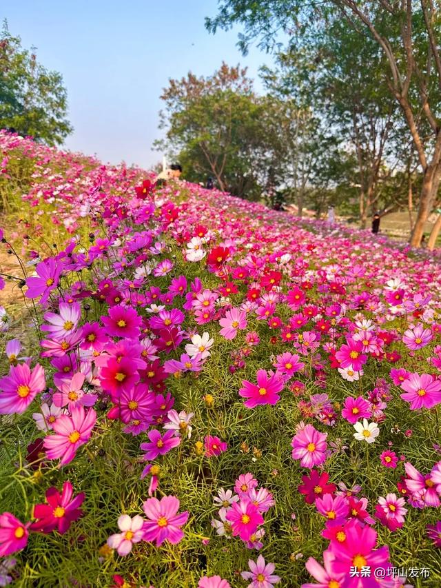 看完你的 看你的,坪山这片格桑花海承包你的秋日治愈感!