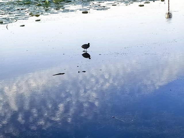 七月十八肇源邀君来赏莲