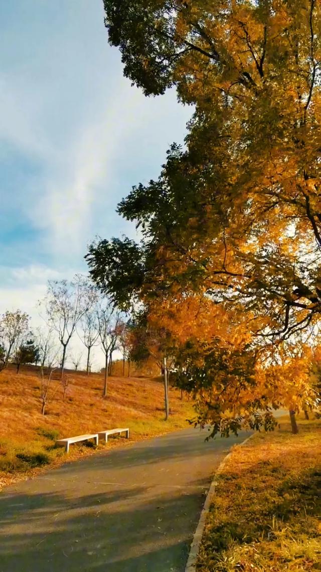 初冬，暖阳斜照时，这里仍有几分秋色——