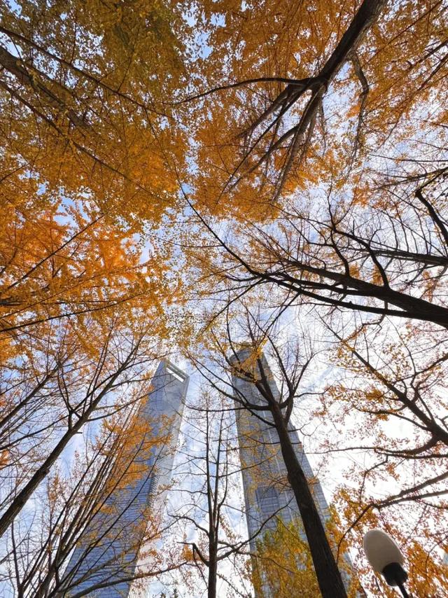 秋日限定|“落叶不扫”模式开启,44条景观道观赏指南请收藏!