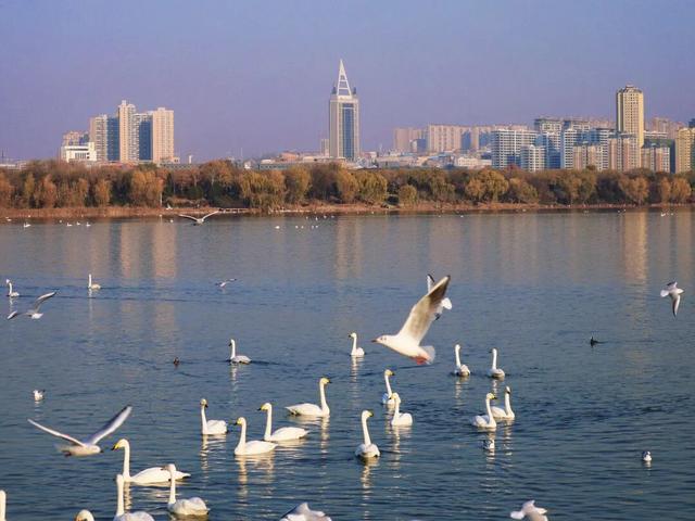 天鹅湖冬日最灵动的乐章：天鹅悠然游弋，红嘴鸥凌空飞舞
