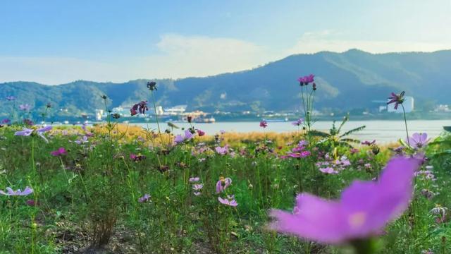 被端州这片花海圈「粉」了