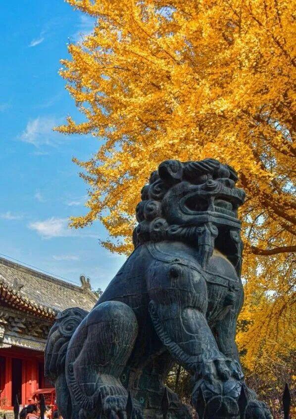 领取限定“杏”运！抓紧来看金色山东