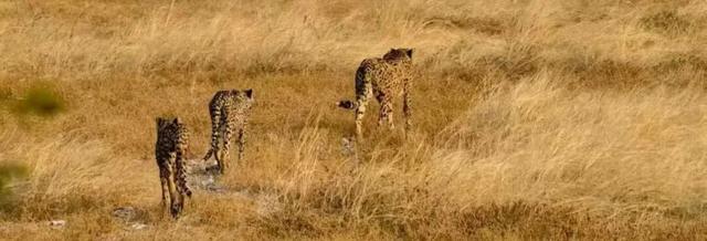 2026封神旅行清单！非洲五国（南非/东非）23天狂野之旅，太顶了