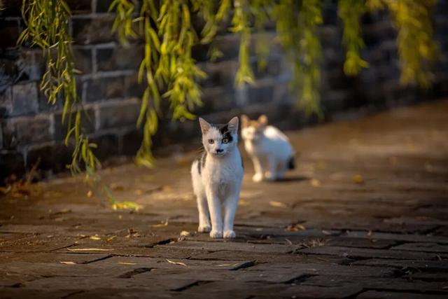 我们把台儿庄古城的秋天“晒”满了朋友圈，温柔了整座古城的初冬