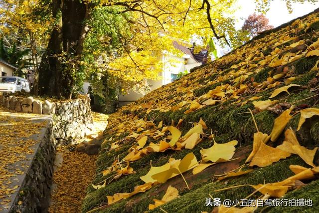 指南村秋季赏秋实测攻略！临川古道 + 梯田 + 三色秋景，不跑空指南