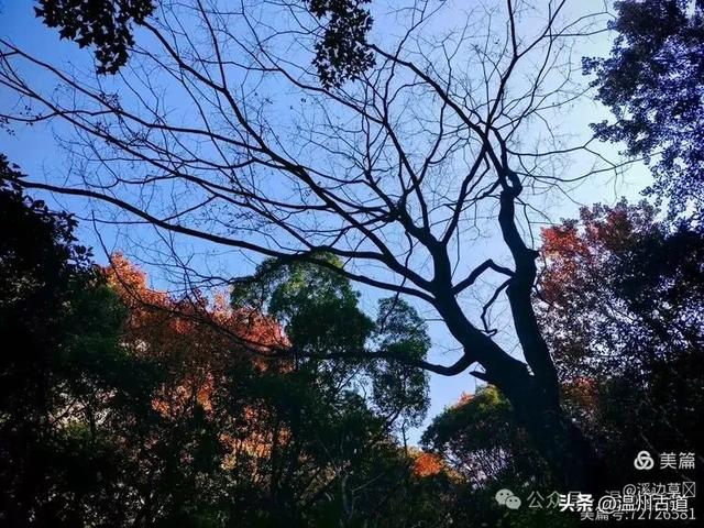 约吗？温州此处枫叶已渐红，这周末将进入赏红叶佳期！