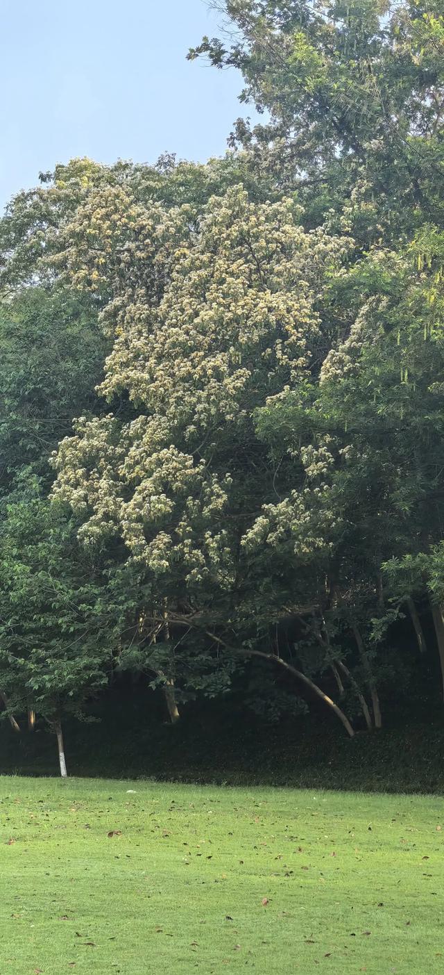 山合欢的光
