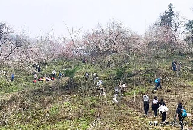 成都冬天爆火的徒步赏花，拍照赏景超级惊艳，全部免费！