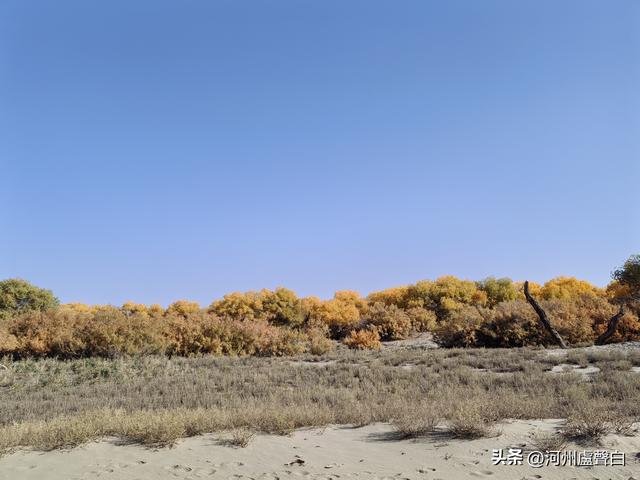 额济纳旗胡杨林