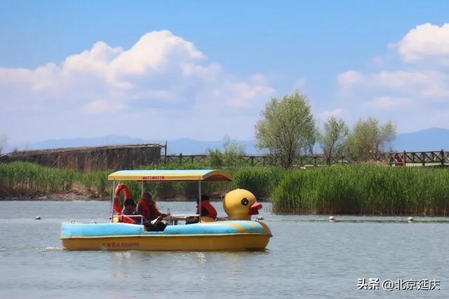 绝美!延庆的“夏与荷”——