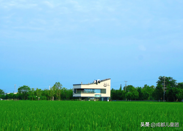 夏天一定要看一次稻田！这4处可看，还能喝下午茶逛博物馆