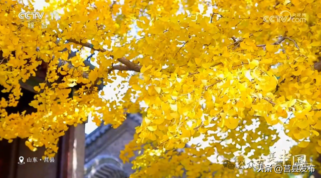 央视一套《大美中国》点赞山东莒县！