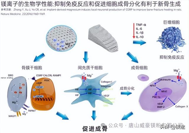 镁应用：金属3D打印骨科植入物逆势崛起 雾化镁合金粉发展前景优势