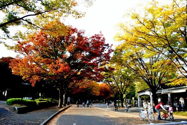 TADA东京美术塾| 懒人福利篇｜东京市内随时打卡红叶景点TOP10