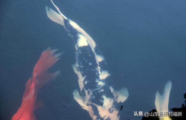 昌盛花园二期西区的冬景(下)