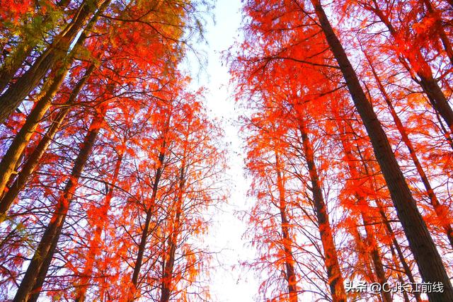 河南淮滨：地标上的乌龙港红杉林