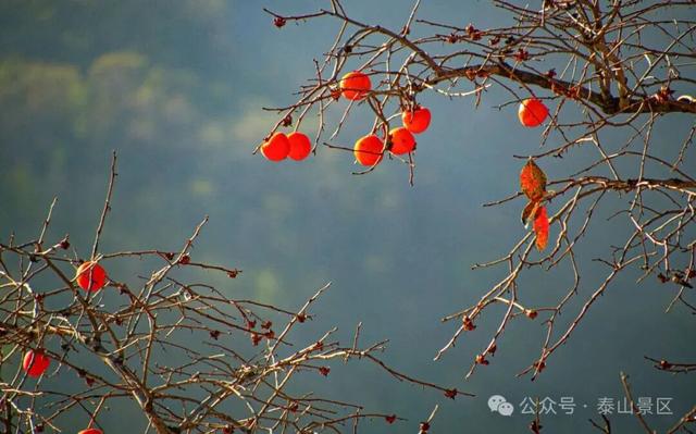 千万别在秋天来泰安，不然真的很难戒断