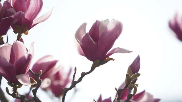 绝美！又是一年玉兰开