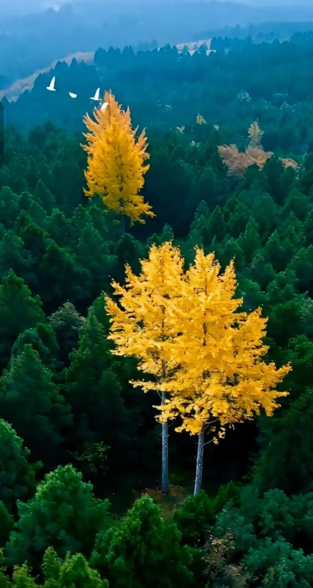 太极功夫六重境：从拳法到活法的暖心修行指南