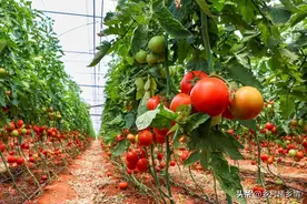 自己制作果实膨大肥，瓜果作物全能用，两种肥料一混合，效果出众图片