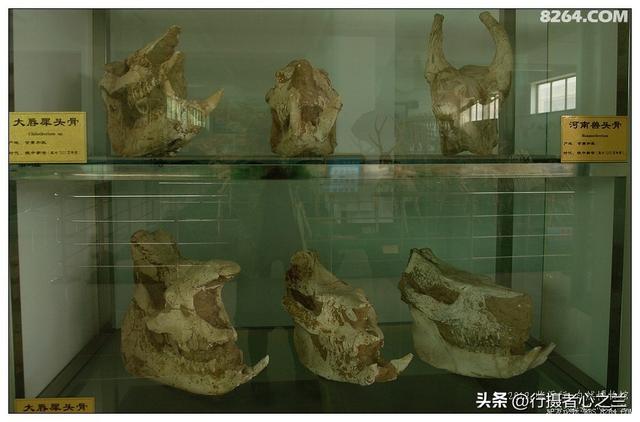 山东行游影记（27）—平邑天宇自然博物馆（二）