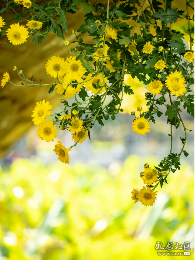 昆明大观公园｜金秋菊花展，旅拍很出片！（附攻略）