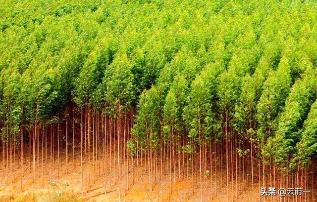 日本和美国早已禁种，中国为何依然大力种植？背后原因不简单