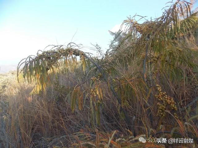 旅居祥云 | 米甸镇:橄榄好吃回味甜