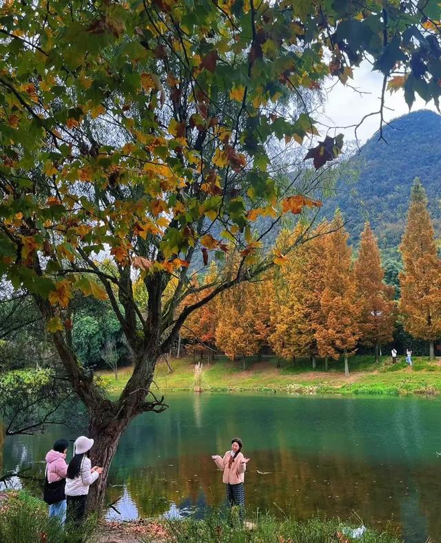 银杏拍照指南！10个出片宝藏地+3个手工教程，手把手教你出片！