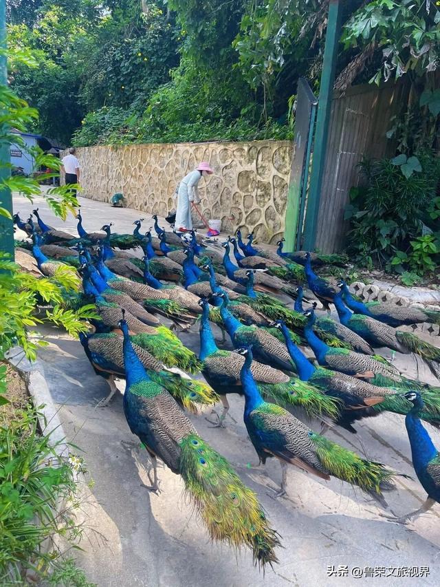 北回归线上的绿宝石：西双版纳的暖冬秘境