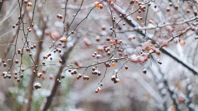 河北衡水：2025年首次降雪，臻园雪景绝绝子！