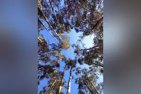 老祖宗“阴树不能进家门”，哪些是阴树？看看你家有吗，别犯忌讳图片