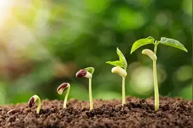 这份早孕期的“通关宝典”请您查收图片