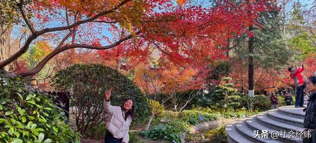 枫染栖霞醉金陵！明秀山红叶铺就秋日限定画卷