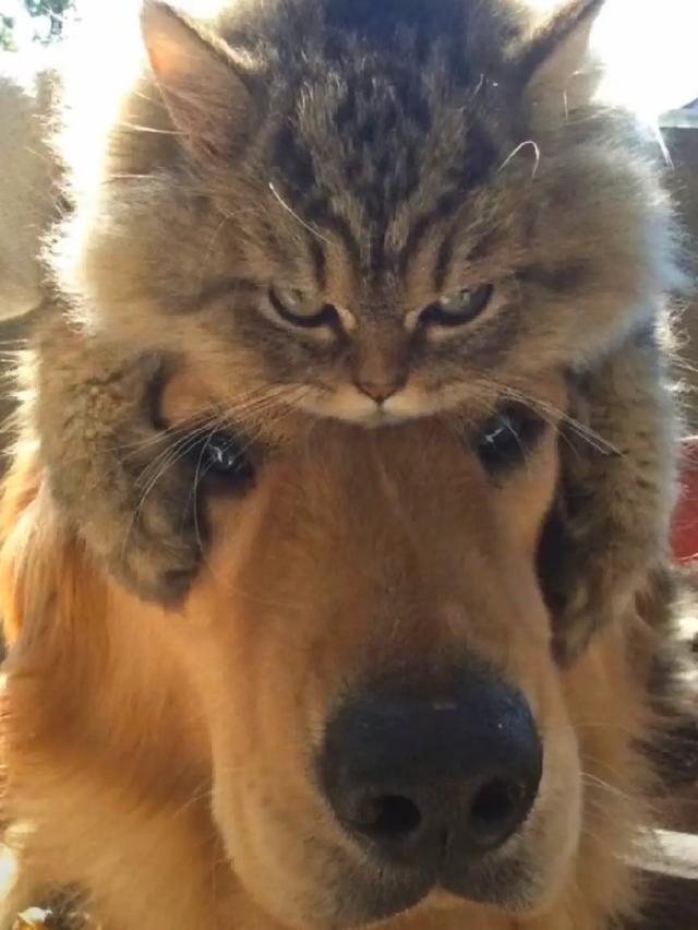 颠覆认知！犬科按线走，猫科爱瞎逛 ，迁徙路线成濒危物种保护关键