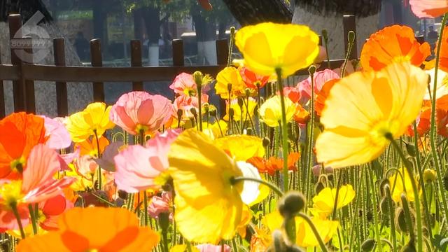 “Color Walk”火了!在昆明,用颜色解锁一座城