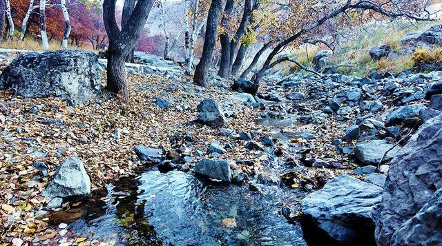 【支援合作 共谋发展】林西秋深：“福山”揽翠色 “花楸谷”醉红妆